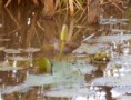 /album/photogallery/little-crake-at-marakissa-20022012-jpg/